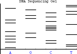 DNA seq. gel