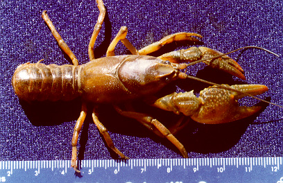 cambarus diogenes