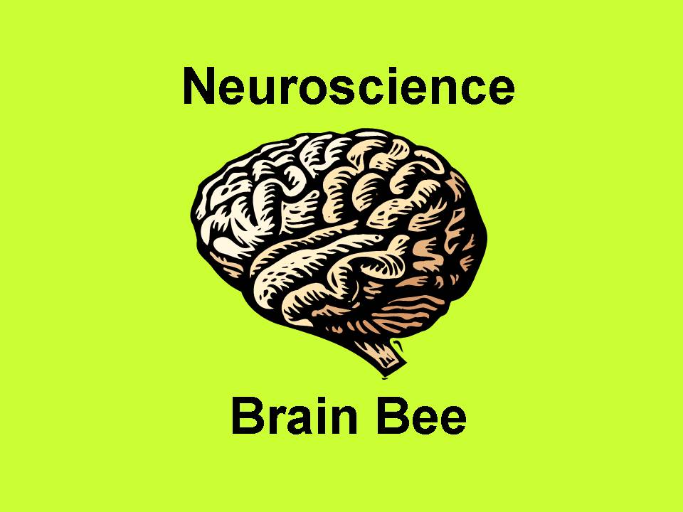 brainbee2008pic13
